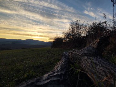 Gün batımında yeşil alanda devrilmiş bir ağaç