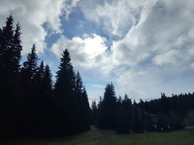 güzel dağ manzarası ile orman