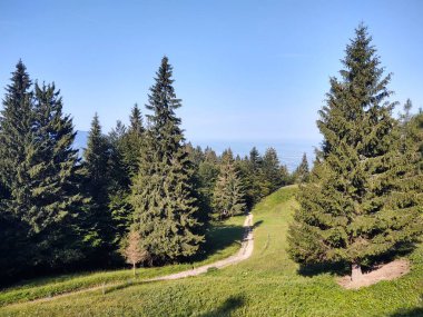 güzel dağ manzarası ile orman