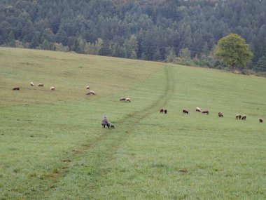 Çayır üzerinde otlatma koyun sürüsü