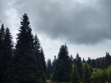 güzel dağ manzarası ile orman