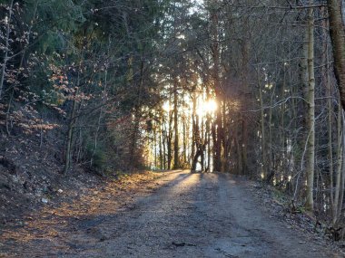 Güzel ormanda gün batımında yol