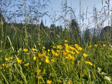 yeşil alana sarı çiçek