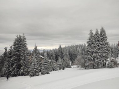 Karlı güzel kış ormanı