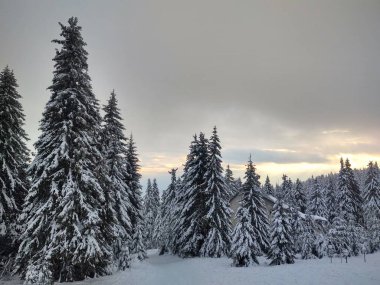 Ormanda karla kaplı ağaçlarla kaplı güzel kış manzarası