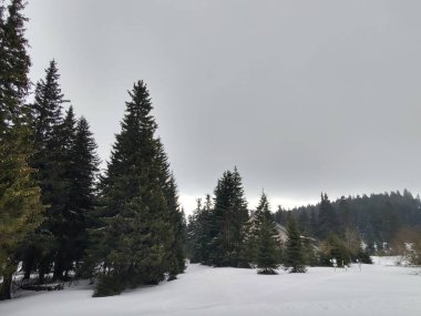 Ormanlı güzel dağ kış manzarası