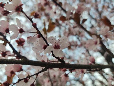 Bahar mevsiminde ağaç dallarında çiçek açan güzel çiçekler.