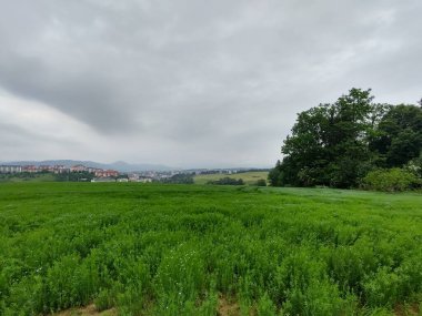 Güzel yeşil dağ tarlası