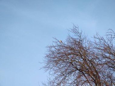 Gökyüzü arka planında ağaç dalları