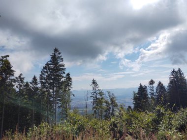Dağlarda ormanı olan güzel bir manzara.