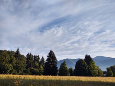 güzel dağ manzarası ile orman