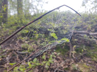 güzel örümcek ağı doğa arka planında