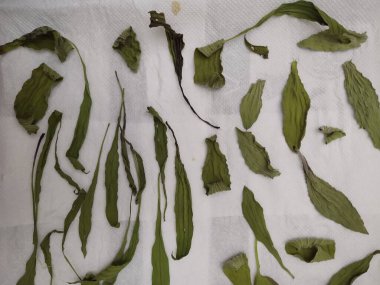 Beyaz zemin üzerine yeşil yaprakların ayarla