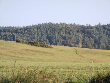 Alan ve orman ile güzel manzara