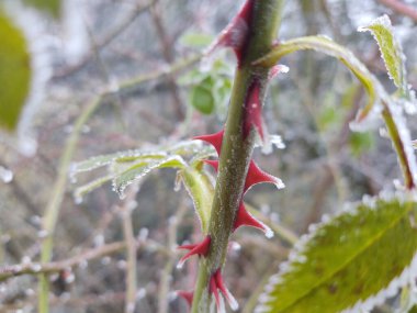 Ormandaki donmuş bitki dalları