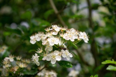Bahar mevsiminde ağaç dallarında çiçek açan güzel beyaz çiçekler.