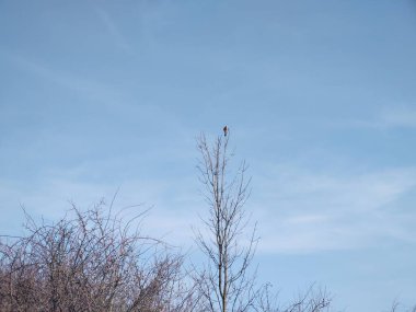 Güneşli bir günde ormanda ağaçtaki kuş