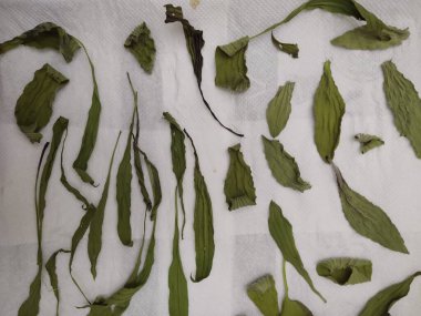 Beyaz zemin üzerine yeşil yaprakların ayarla