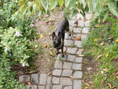 Bahçede tatlı bir köpek yürüyor.