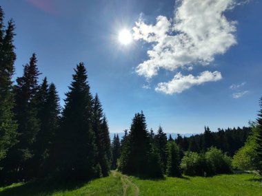 güzel dağ manzarası ile orman