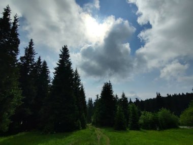 güzel dağ manzarası ile orman