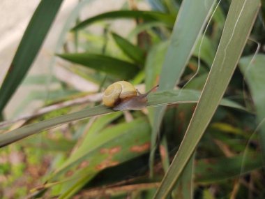 Yeşil yapraklı salyangoz.