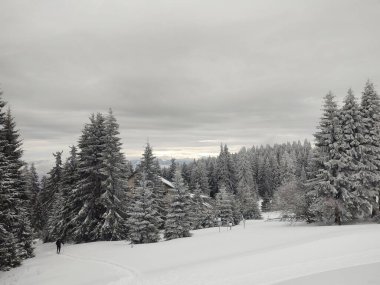 Karlı güzel kış ormanı