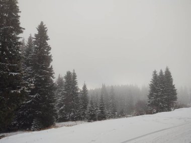 Karlı güzel kış ormanı