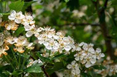 Bahar mevsiminde ağaç dallarında çiçek açan güzel beyaz çiçekler.
