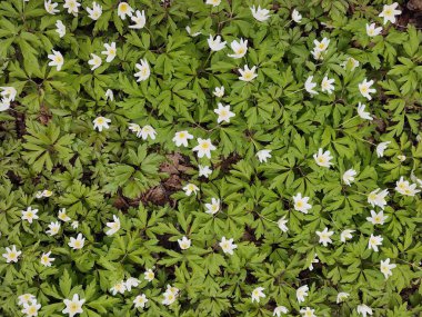 봄 숲에서 아름 다운 꽃