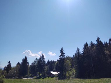 güzel dağ manzarası ile orman