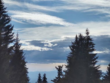 güzel dağ manzarası ile orman