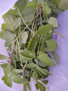 Mor arkaplanda yeşil yapraklar yığını 