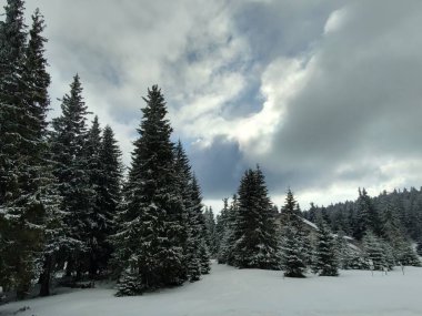 Kış mevsiminde ormanlı güzel dağ manzarası