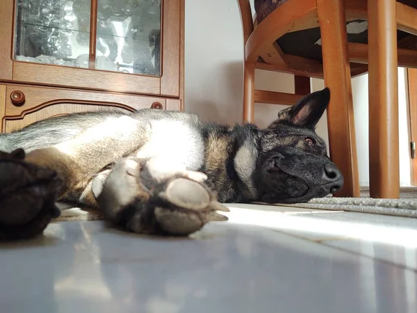 Собака Лежит Полу Дома — стоковое фото