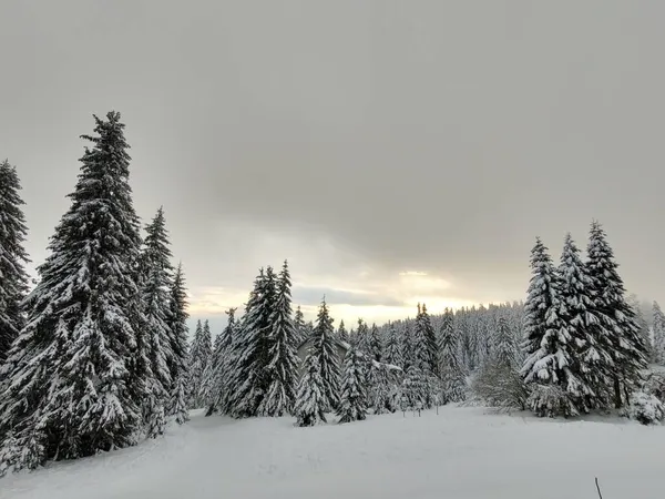 美丽的冬季风景 森林里覆盖着积雪的树木 — 图库照片