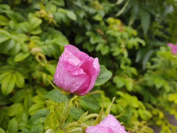 Vackra Rosa Rosor Trädgården — Stockfoto