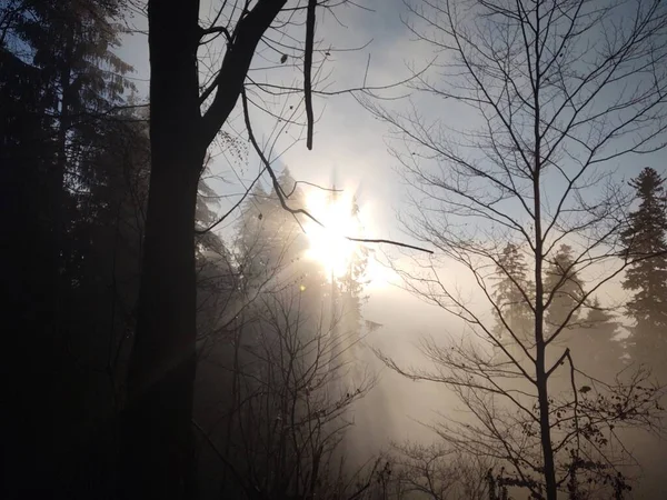 Schöner Mysterienwald Mit Nebel — Stockfoto