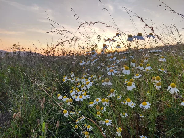 夕暮れ時の野の美しい花 — ストック写真