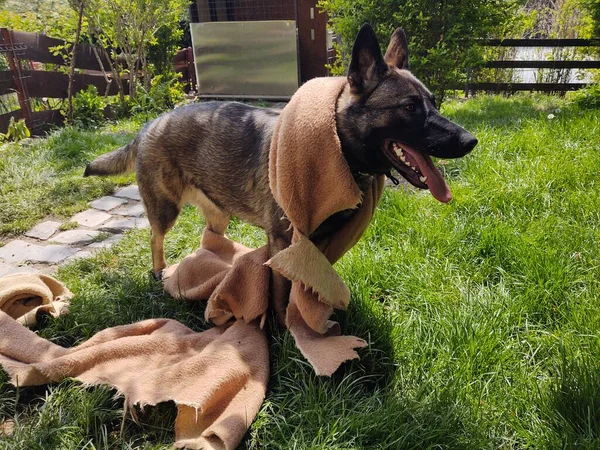 Duitse Herder Hond Spelen Met Doek Tuin — Stockfoto