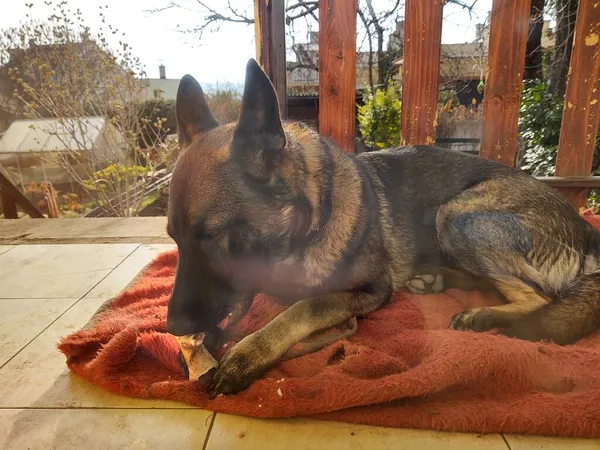 Perro Tendido Balcón Casa —  Fotos de Stock