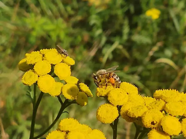 Gelbe Blumen Mit Biene Grünen Garten — Stockfoto
