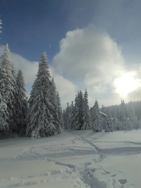 Vacker Snöig Skog Vintern — Stockfoto