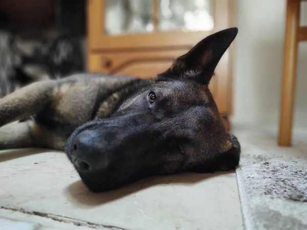 Cão Deitado Chão Casa — Fotografia de Stock