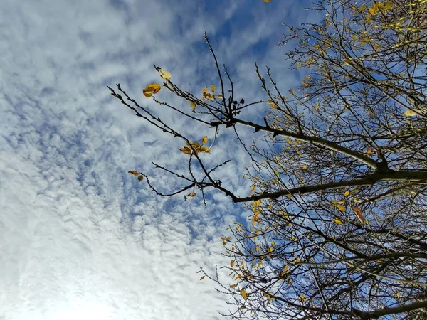 Folhas Outono Árvore Fundo Céu — Fotografia de Stock