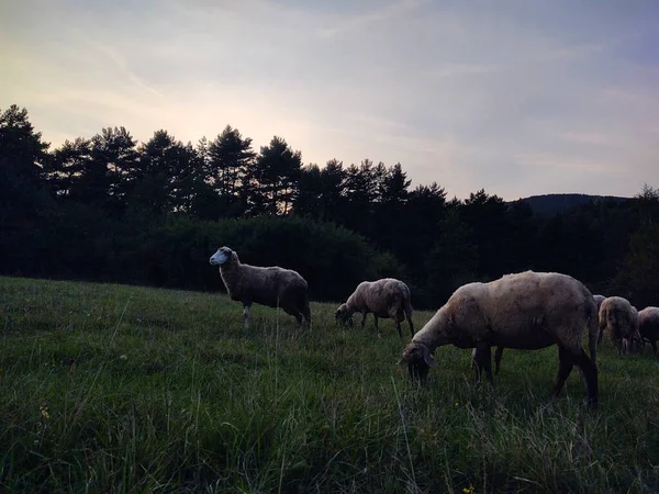 自然界に生息する羊の群れが — ストック写真