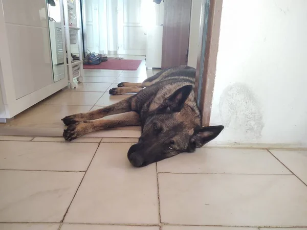Γερμανικό Τσοπανόσκυλο Ξαπλωμένο Στο Πάτωμα Στο Σπίτι — Φωτογραφία Αρχείου