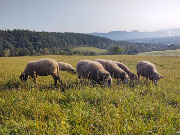 Gregge Pecore Che Pascono Sul Prato — Foto Stock