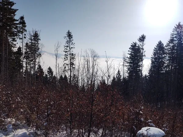 Ormanlı Güzel Dağ Kış Manzarası — Stok fotoğraf