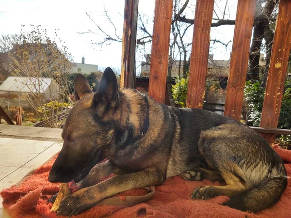 Hund Liegt Auf Balkon Des Hauses — Stockfoto